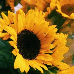 Meet your Posher, Sam